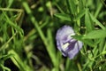 Purple wild flower Royalty Free Stock Photo