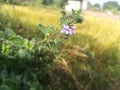 A purple wild flower. It is locally known as wild tulsi.