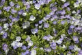 Purple Wild Flower Meadow Spring Summer Nature Background Texture