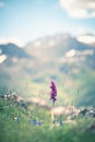 Purple wild flower in the mountain Royalty Free Stock Photo