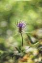 Purple wild flower Phyteuma pyrenaicum