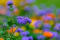 Purple wild flower - weed Ageratum conyzoides Royalty Free Stock Photo