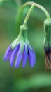 Purple wild flowers in beautiful natur