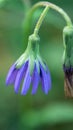 Purple wild flowers in beautiful natur