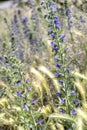 Purple wild flowers - echium vulgare or viper's bugloss Royalty Free Stock Photo