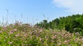 Purple wild flowers field in a sunny summer day with green grass and bright blue sky. Styled stock photo with beautiful flowers in Royalty Free Stock Photo