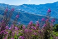 Purple wild flowers with green hills in the background against a blue clouded sky Royalty Free Stock Photo
