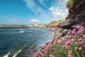 Purple wild flowers grow by the ocean on a rough stone terrain in focus. West coast of Ireland. Atlantic ocean in the background. Royalty Free Stock Photo