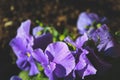 Purple wild flowers growing on field in New Zealand