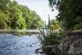 Purple Wild Flowers growing by the Water of a River in untouched Nature looks Serene and Peaceful Royalty Free Stock Photo