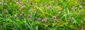 Purple wild flowers on a meadow among the grass. Summer floral background Royalty Free Stock Photo