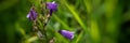 Purple wild flowers in the meadow. Banner for design Royalty Free Stock Photo