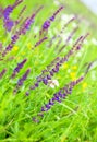 Purple wild flowers Royalty Free Stock Photo