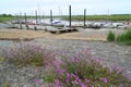 Purple wild flowers near yacht club