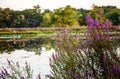 Purple wild flowers and a paddle boarder on the Charles River in Summer