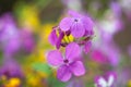 Purple wild flowers