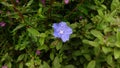 Purple Wild Flowers With Tiny Petals