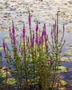 Purple wild flowers and water lilly pads on the Charles River in Summer