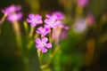 Purple Wild Forest Flower, Russian Summer Nature Royalty Free Stock Photo