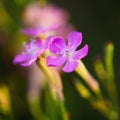 Purple Wild Forest Flower, Russian Summer Nature Royalty Free Stock Photo