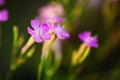 Purple Wild Forest Flower, Russian Summer Nature Royalty Free Stock Photo