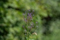 Purple Wild Growing Verbena Hastata Royalty Free Stock Photo