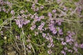 Purple Wild Herb Royalty Free Stock Photo