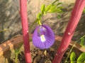 Purple wild Irish Flower