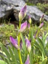 purple wild lily group flowers in the mountains Royalty Free Stock Photo