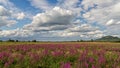 Purple wild marsh flowers growing in summer