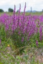 Purple wild marsh flowers growing in summer Royalty Free Stock Photo