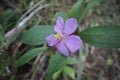 purple wild melastoma flowers blooming in the Indonesian jungle Royalty Free Stock Photo