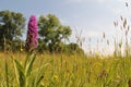 A big purple marsh orchid closeup in a wet grassland in holland in springtime