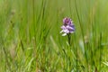 Purple wild orchid