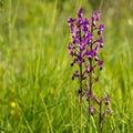 Purple wild orchid in wildflower meadow. Anacamptis laxiflora.