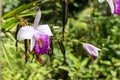 Purple wild orchids with green background