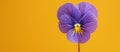 Purple Wild Pansy Flower on Yellow Background