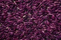 Purple wild rice background, Top view, Close-up