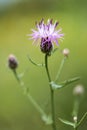 Purple Wild Thistle Flower Closeup Shallow DOF Royalty Free Stock Photo