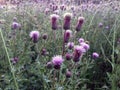 Wild thistle flowers Royalty Free Stock Photo