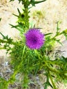 A purple wild weed flower