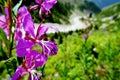 The purple wildflower in Ala Archa national park