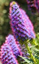 Angel Island in San Francisco Bay wild flowers Royalty Free Stock Photo