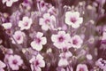 Purple wildflower background
