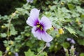 Hibiscus Malvaceae Malva at Berlin Botanical Garden