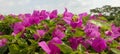 Purple wildflower blossom in the garden Royalty Free Stock Photo