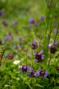 Purple wildflower Common Selfheal Prunella vulgaris Tribe Mentheae