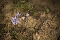 Purple wildflower in dry garden Royalty Free Stock Photo