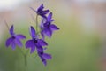 Purple wildflower, Forking larkspur, Consolida regalis