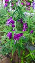 Purple Wildflower in the Garden Royalty Free Stock Photo